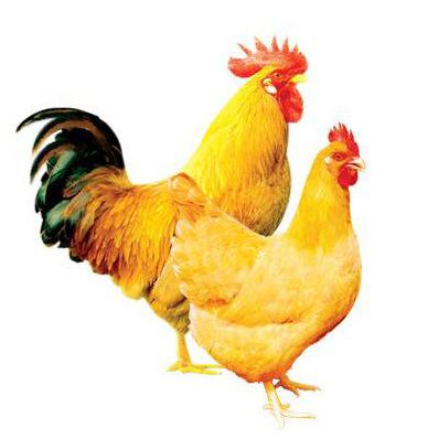 三黄鸡